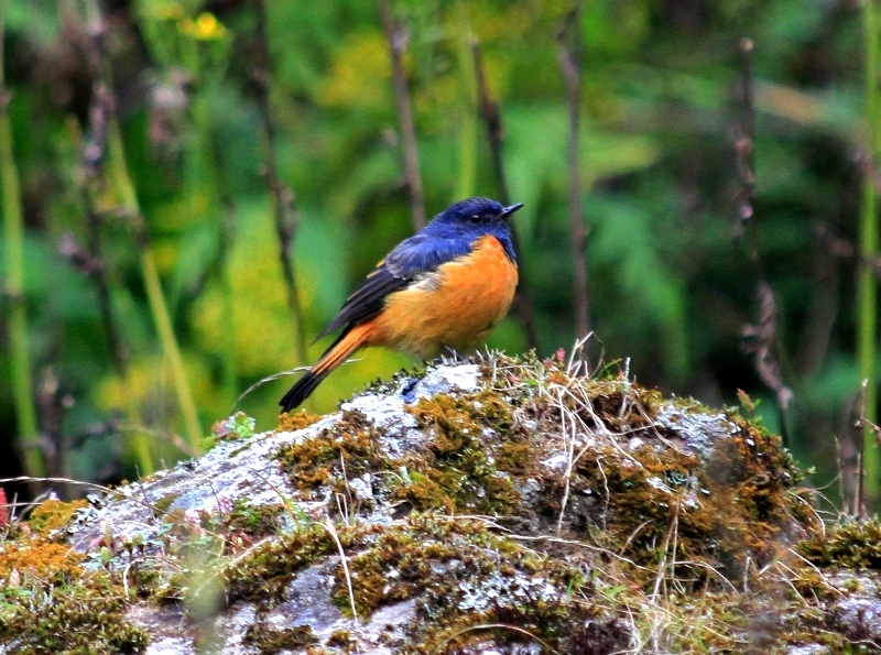 BIRDS Of NEPAL - Nature-Treks.com :: Pure Nature With Adventures.