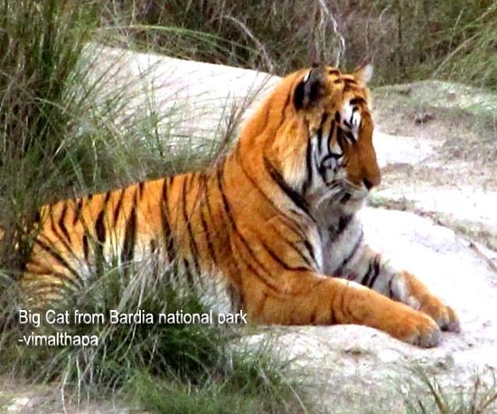 Tiger of Nepal