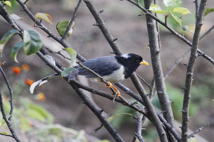 YBBM_Birding