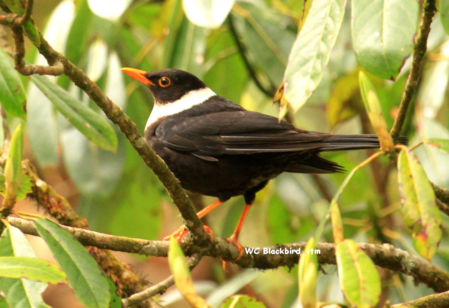 Birding in Nepal